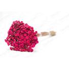 400 Botão Pink Desidratado Sempre Viva Flores Secas