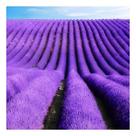 400 Sementes Lavanda Alfazema Para Mudas Jardim/vaso