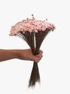 400 Sempre Vivas Decoração Casamento Lembrança Rosa Bebê