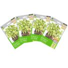 4X Sementes Brotos Microverdes de Couve Mahara Super ISLA