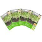 4X Sementes Brotos Microverdes de Manjericão Shanti Super