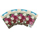 4X Sementes de Cosmea Sensação (Sortida) TOPSEED