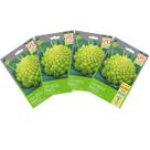 4X Sementes de Couve-Brócolis Romanesco Ottobrino Super ISLA