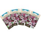 4X Sementes de Cravina Gaiety Dobrada (Sortida) TOPSEED