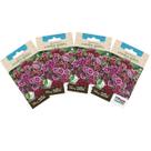 4X Sementes de Cravina Gaiety (Sortida) TOPSEED