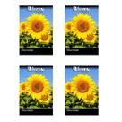 4X Sementes de Girassol Sunbright Amarelo FELTRIN