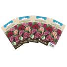 4X Sementes de Godétia Azaleia (Sortida) TOPSEED 4X Sementes de Godétia Azaleia (Sortida) TOPSEED