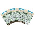 4X Sementes de Gypsofila Elegant Branca TOPSEED