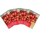 4X Sementes de Pimenta Iracema (Biquinho Vermelha)Super ISLA 4X Sementes de Pimenta Iracema (Biquinho Vermelha)Super ISLA