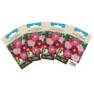4X Sementes de Piretro Hibrido (Sortida) TOPSEED