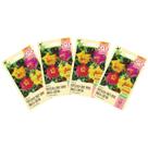 4X Sementes de Portulaca / Onze Horas Singela Sortida ISLA