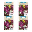 4X Sementes Phlox Drummond (Sortido) TOPSEED
