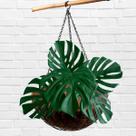 5 Costelas de Adão Artificial 60cm Linha premium folhagem para decoração de ambientes internos - DE0624 5 Costelas de Adão Artificial 60cm Linha premium folhagem para decoração de ambientes internos - DE0624