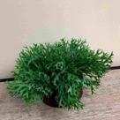 5 Planta Artificial de Chifre de Veado Buquê com Folhagem Artificial Diferenciada - DE645606