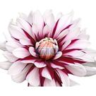 50 Sementes De Dahlia Unwins Dobrada Sortida