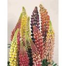 50 Sementes De Lupinus Russel / Tremoço de jardim sortido