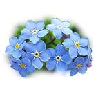 50 Sementes de Myosotis Indigo Azul