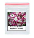 50 Sementes De Phlox Estrelitsia Sortida