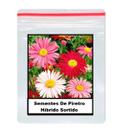 50 Sementes De Piretro Híbrido Sortido