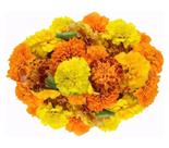 50 Sementes De Tagetes Anão Marieta