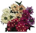 50 Sementes De Verbena Grandiflora Sortida