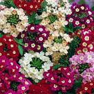 50 Sementes De Verbena Grandiflora Sortida 50 Sementes De Verbena Grandiflora Sortida