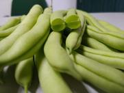500G Sementes De Feijão Vagem Macarrão Trepador