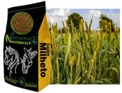5kg de Campim Milheto ótimo para bovinos, equinos, caprinos, exelente na qualidade do solo