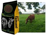 5kg Sementes de capim tamani excelente pastagem para caprinos/equinos/bovinos