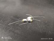 5x Capacitor Stiroflex 2k7 = 2700k 10% Rohm