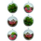 6 Bolas Acrílicas C/ Planta Para Suculentas e Terrário 10cm
