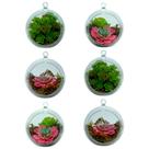 6 Bolas Acrílicas C/ Planta Para Suculentas e Terrário 10cm