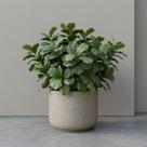 6 Mini Árvores Artificiais Ficus Lyrata Silicone Toque Real 85cm Plantas Decorativas Luxo 120 Folhas 3D