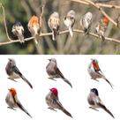 6 Piezas de Pájaros Artificiales LWINGFLYER Realistas de Espuma - Gorrión