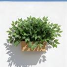 6 Plantas de Fícus folhagem artificial para floristas e paisagistas no estilo faça você mesmo - DE0224