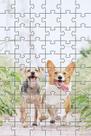 6 Quebra-Cabeça Cognitivo Reabilitação Idosos Cachorros 6 Quebra-Cabeça Cognitivo Reabilitação Idosos Cachorros