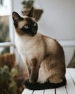 6 Quebra-Cabeça Cognitivo Reabilitação Idosos Gatos