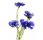 60 Sementes De Flor Centáurea Cyanus Dobrada Sortida