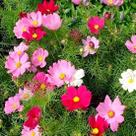 60 Sementes De Flor Cósmea Cores Sortidas+