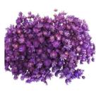 600 Sempre Viva Florzinha Lilás I Flores Desidratadas
