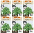 6X Sementes Erva Dos Gatos (Nepeta Cataria) Catnip TOPSEED