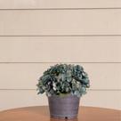 7 Mini buquê hortênsia flor artificial perfeita para festas e casamentos de decoração de casa DIY - DE1923 7 Mini buquê hortênsia flor artificial perfeita para festas e casamentos de decoração de casa DIY - DE1923