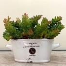 8 Suculentas Abacaxis Planta Artificial que Parece de Verdade Para Centro de Mesa - DE8903