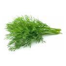 800 Sementes de Aneto, Dill, Endro