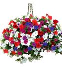 800 Sementes Flor Petunia Multi Sortida Original
