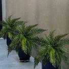 9 Buquês Samambaia Artificial Verde Toque Realista Ideal Para Decorações Suspensas 50cm DE294912