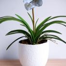 9 Plantas Artificiais de Folhas de Orquídeas 50cm em Silicone Realista para Arranjos Luxos DE3224