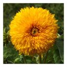90 Sementes de Girassol Dobrado Anão Sungold Amarelo
