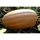 Abobora Ester/ Caravela - 1gr De Sementes