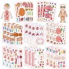 Adesivos, anatomia humana, desenho animado, diagrama de órgão, 50 unidades